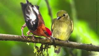 Clubwinged Manakin [upl. by Meyers735]