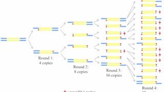 PCR The Polymerase Chain Reaction [upl. by Anitnauq]