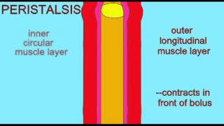 DIGESTIVE SYSTEM PERISTALSIS [upl. by Mintun]