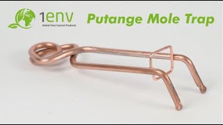 Putange Mole Trap [upl. by Arymahs]