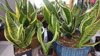 Simple tips to Divide your OVERGROWN Snake Plant [upl. by Alym]