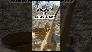 King cobra vs meerkat colony ⚔️king cobra versus fighting animals short shortvideo cute [upl. by Otrebilif715]