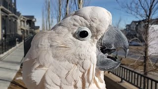 Cockatoo demonstrates his flawless chicken impression [upl. by Jit962]