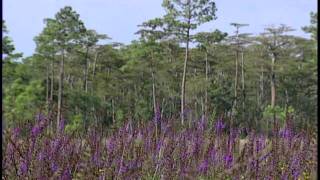 Visit Wakulla  Apalachicola National Forest [upl. by Ahslek]