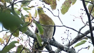 秋の鳥達11種 [upl. by Florance]