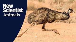 Why do emus run the way they do [upl. by Ronel]