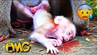 monkey video 7 [upl. by Marlane]