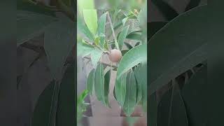 chiku plants How to grow chiku plant at home  Apne ghar me sapote ka ped kise ugaye [upl. by Debee]