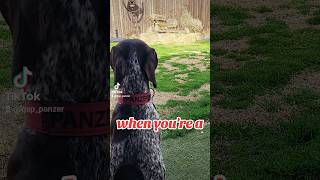 when youre a German Shorthaired Pointer GSP puppy 👈🙃🐶new shorts ytshorts viral viralshorts [upl. by Zampino]