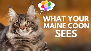 How Maine Coons See The World Understanding Their Vision [upl. by Ojok106]