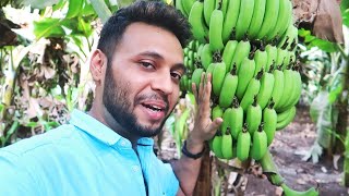 THESE BANANAS 🍌 CAN MAKE YOU A CROREPATI [upl. by Atsev353]