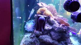 A giant naso in my 150 gallon reef tank [upl. by Esinek464]