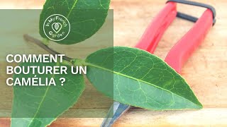 🌱 Comment bouturer un Camélia et créer son propre arbuste [upl. by Dnaltroc]