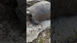 30 years Old Italian Tortoise viralvideo tortoise viralshort fyp shorts turtle cute viral [upl. by Modla19]