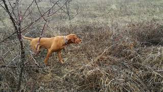 Hungarian Vizsla tracking and pointing pheasant [upl. by Odradlig692]