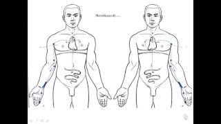 La dinamica dei meridiani di agopuntura [upl. by Lanni]