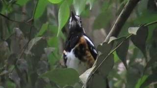 chestnut backed thrush singing [upl. by Halueb]