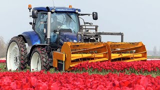 The Story of the Tulips  Planting to Harvest  One year at Maliepaard Bloembollen [upl. by Helbonnah779]