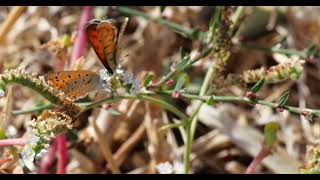 Lesvos Butterflies  Lesser Fiery Coppers  October 2024 [upl. by Yrem]