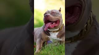 Caucasian Shepherd vs Pitbull The Ultimate Showdown 🐾💥 shorts pitbull facts [upl. by Sherilyn]