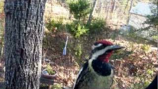 Yellowbellied Sapsucker taps on our window [upl. by Swartz]