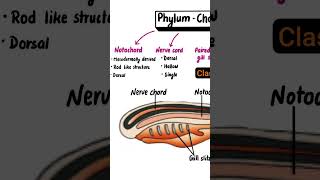 Phylum  Chordata Phylum  Chordata science sciencefacts विज्ञान [upl. by Shreve]