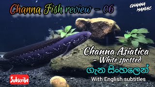 Channa Asiatica  White spotted ගැන සිංහලෙන් Basic Information amp Care Guide Sinhala Review 👌❤️ [upl. by Ok122]