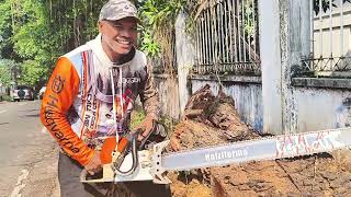 Stihl ms461 with bar 36 inch holzfforma light cut [upl. by Sorazal296]