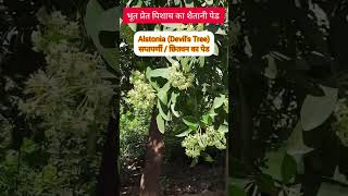 डरना मना है devils tree alstonia chitvan shorts [upl. by Sochor]