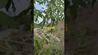 shorts medicine plant nirgundinirgundi ke faydebenefits of vitex negundoshorts viralvidio [upl. by Derfnam]