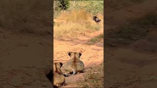 Unbelievable Lions Silent Ambush on Wildebeest  The Ultimate Predator in Action [upl. by Ybsorc811]