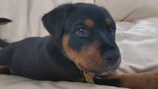 Adorable puppy gets caught with uncontrollable hiccups [upl. by Nosittam]