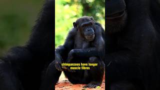 Why are chimpanzees 5 times stronger than humans even though they are smaller [upl. by Norton]