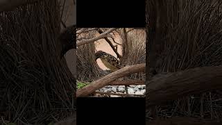 Western bowerbird Chlamydera guttata  Endémico de Australia [upl. by Gwynne]