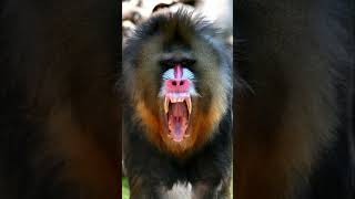 Mandrill  The Biggest Monkey In The World [upl. by Ezeerb]