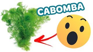 6 coisas que você precisa saber sobre a CABOMBA  PLANTA FÁCIL [upl. by Lledner]