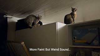 My Cats Sensing Something And Weird Sounds [upl. by Eiddam]