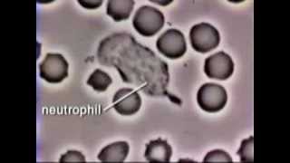 Neutrophil Phagocytosis  White Blood Cell Eats Staphylococcus Aureus Bacteria [upl. by Vinna451]