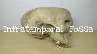 Infra Temporal Fossa  Part 1  Boundaries  Head and Neck Anatomy  TCML [upl. by Valenta]