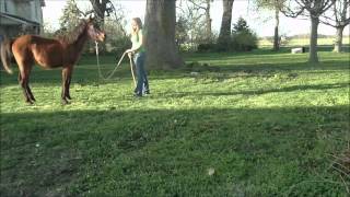 Yearling Horse Training Lunging and Yielding to a Stop [upl. by Erapsag354]