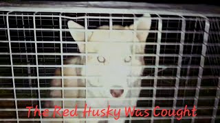 Catching A Red Male Husky [upl. by Pricilla]