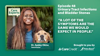 UTIs and Bladder Stones in Dogs With Dr Okine  Care Experts by CareCredit [upl. by Aihtnamas19]