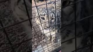 Hand feeding Snow Leopards at the Zoo [upl. by Atinas]