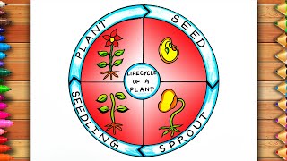 How to Draw Life Cycle of A Plant Diagram  Plant Life Cycle Drawing  Life Cycle of A Plant [upl. by Elissa]