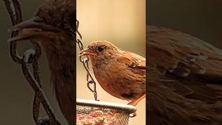 Dunnock [upl. by Cacka]