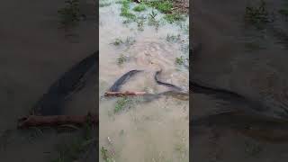 A torrential downpour fills the fields fishing fishingbait fish [upl. by Nimrak]