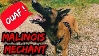 Les aboiement du Malinois agressif [upl. by Ciel]