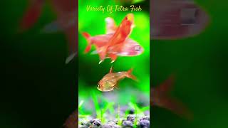 MMA Shorts  Variety Of Tetra Fish  Amber Tetra  Ember Tetra tetra tetrafish aquariumfish fish [upl. by Arhsub]