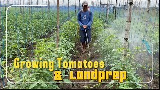 Growing Tomatoes amp Landprep for rice planting  Countryside Life [upl. by Sammy]