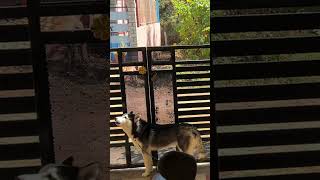 doglovers husky loyalpetsmysuru petcarekannada siberianhusky goldenpetskannada [upl. by Ahsieuqal150]